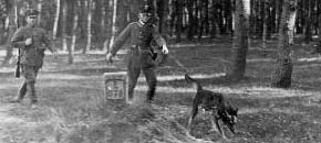 Historia tresury psów służbowych w wop